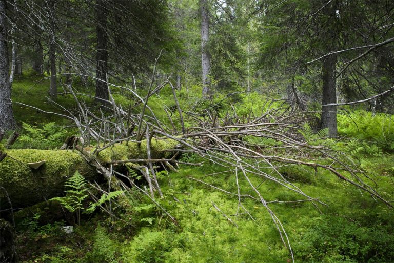 scopri la magia della taiga, il vasto bioma forestale che si estende attraverso le regioni del nord, caratterizzato da alberi conifere, fauna selvatica unica e paesaggi mozzafiato. esplora la biodiversità e l'importanza ecologica di questo affascinante ecosistema.