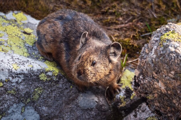 scopri il pika, un affascinante mammifero montano caratterizzato da un habitat unico e da un comportamento affascinante. esplora le sue abitudini e il suo ruolo essenziale negli ecosistemi montani.