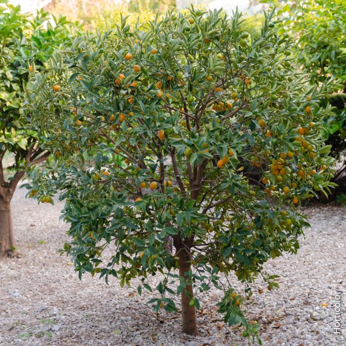 scopri il mondo incantevole di clementina, un viaggio tra tradizione e gusto, dove ogni morso racconta una storia. esplora ricette autentiche e affascinanti curiosità su questo delizioso frutto italiano.