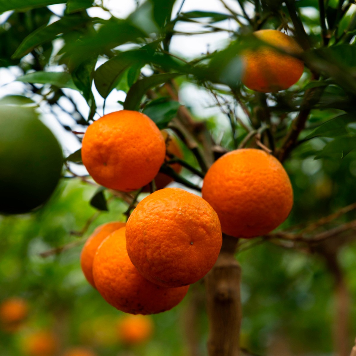 scopri il mondo affascinante delle clementine: un delizioso agrume che conquista con il suo sapore dolce e succoso. ideali per snack, dessert o come ingrediente in molte ricette, le clementine sono un'esperienza rinfrescante da non perdere.